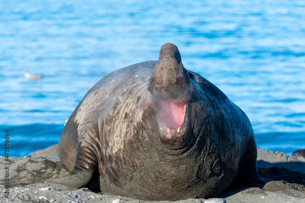 Sticker Southern Ocean, South Georgia. Portrait of a bellowing elephant seal with steamy breath.