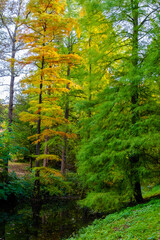 autumn forest in the morning