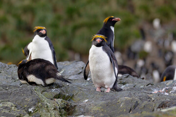 Southern Ocean, South Georgia, Cooper Bay, macaroni penguin. Some macaroni penguins rest on the rocks.