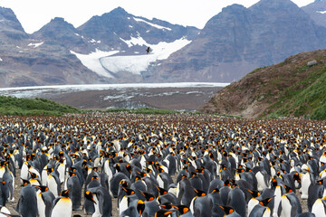 Southern Ocean, South Georgia, Salisbury Plain, king penguin, Aptenodytes Papagonicus. View of the...