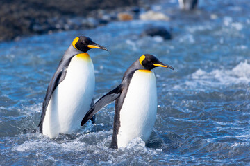 Southern Ocean, South Georgia. Two king penguins walk through a swiftly running river.