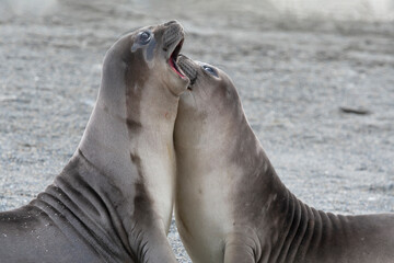 Southern Ocean, South Georgia. Two weaners or elephant seal pups joust in play.