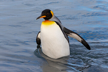 Southern Ocean, South Georgia. A king penguin wades through the water in the river.