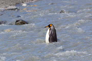 Southern Ocean, South Georgia. A fat adult wades across the fast moving river.