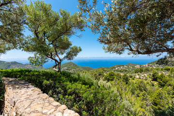 pine tree on the coast with sea views and with stone wall