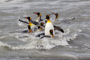 Southern Ocean, South Georgia. A group of king penguins splash in the surf.