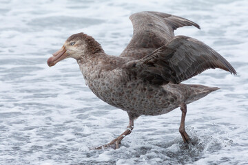 Southern Ocean, South Georgia, northern giant petrel. Portrait of a giant petrel in the water.