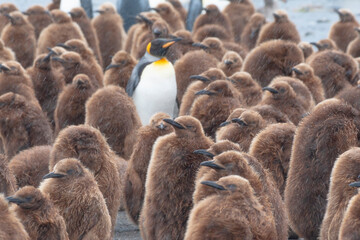 Southern Ocean, South Georgia. King penguin chicks stand crowded together in the colony.