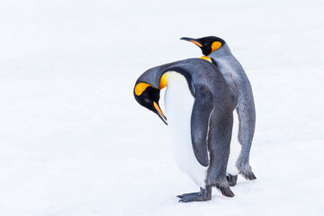 Southern Ocean, South Georgia. Portrait of king penguins in the snow.