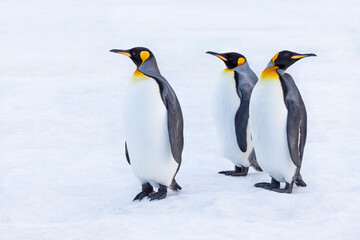 Fototapeta na wymiar Southern Ocean, South Georgia. Portrait of king penguins in the snow.