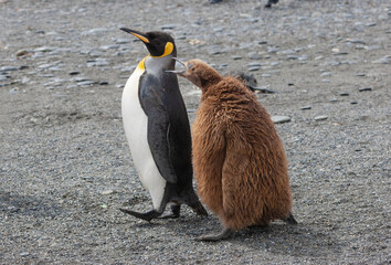 Southern Ocean, South Georgia. A king penguin chick begs for food.