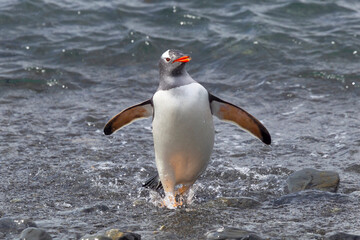 Fototapeta premium Southern Ocean, South Georgia, gentoo penguin. A gentoo penguin emerges from the ocean.