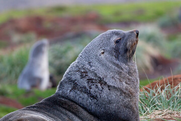Southern Ocean, South Georgia, Antarctic fur seal. Portrait of a male fur seal.