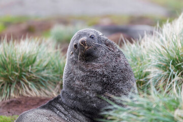 Southern Ocean, South Georgia, Antarctic fur seal. Portrait of a male fur seal.