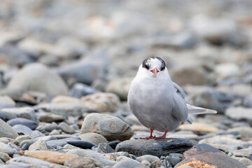 Southern Ocean, South Georgia, Antarctic tern, Sterna vitiate. Portrait of a juvenile Antarctic tern.