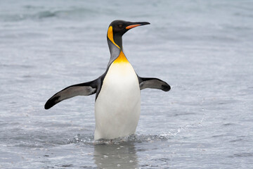 Southern Ocean, South Georgia. A king penguin emerges from the ocean.