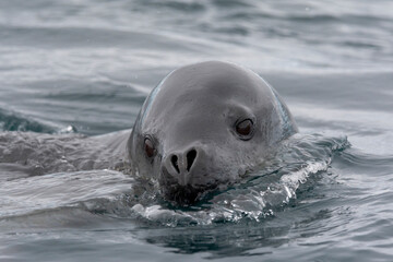Fototapeta premium Southern Ocean, South Georgia, leopard seal, Hydrurga leptonyx. Headshot of a leopard seal.