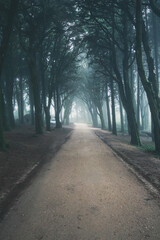 Path in a forest covered with mist and surrounded by trees. Beautiful mystical dark Foggy wood