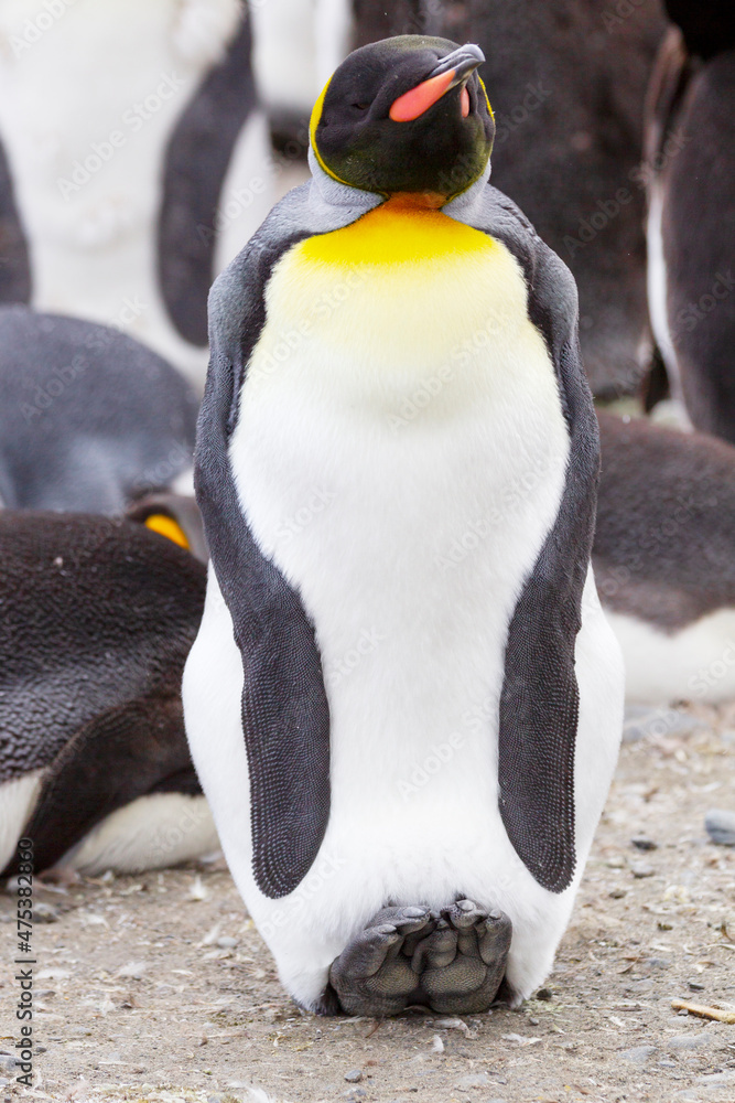 Sticker southern ocean, south georgia. an adult stands with its feet elevated to keep itself cool.