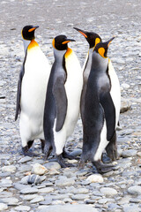 Fototapeta premium Southern Ocean, South Georgia. Four king penguins stand together as a prelude to courting.
