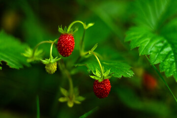 Red strawberries on a green bush. Summer natural vitamins. Picking berries.