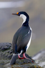 Southern Ocean, South Georgia. Portrait of an Antarctic shag.