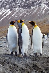 Southern Ocean, South Georgia. Three adults displaying courting behavior.