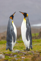 Southern Ocean, South Georgia. Two adults display courting behavior.