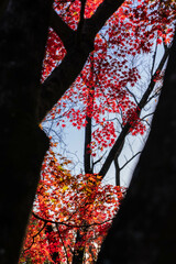 Glowing autumn leaves peeking out from tree trunks