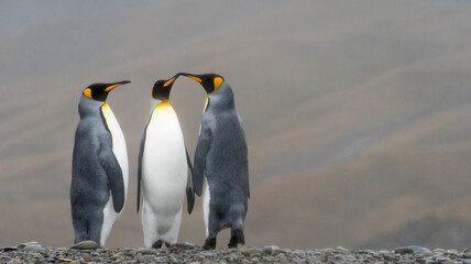 Fototapeta premium King penguins on the island, Fortuna Bay, South Georgia, Antarctica
