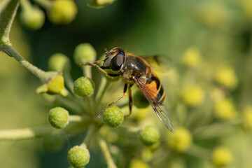 Macro shot of a hoverfly on a common ivy (hedera helix) flower