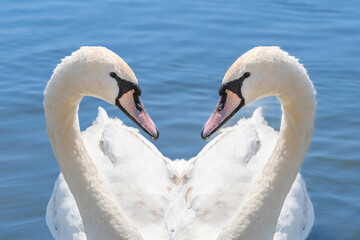Lovely pair of swans in a blue lake. Love symbol