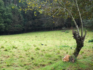 grupo de hongos de color marron y forma esferica en oto&ntilde;o, mellid, la coru&ntilde;a, espa&ntilde;a, europa
