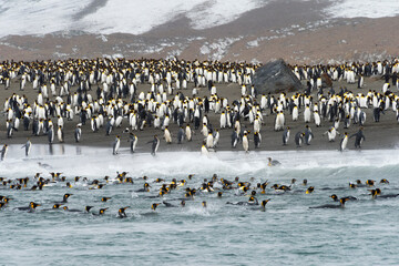 King penguins on the beach, St. Andrews Bay, South Georgia, Antarctica
