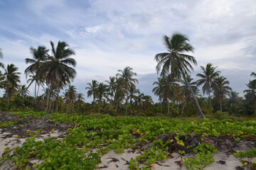 coconut trees