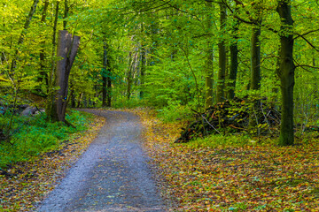 Obraz premium path in the woods