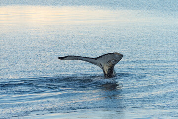 Whale in South Atlantic Ocean, Antarctica