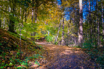 path in the forest