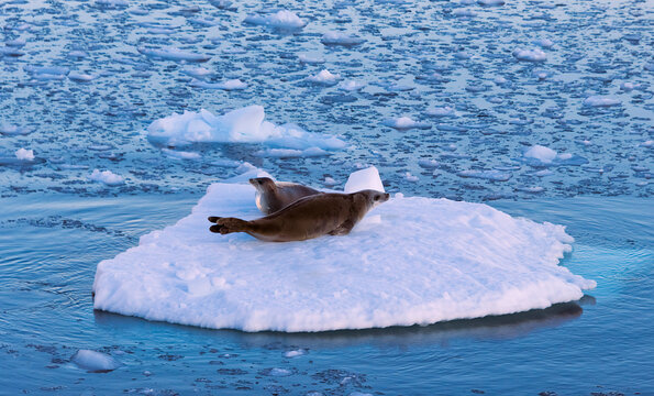 Leopard Seals (Hydrurga leptonyx) on floating ice in South Atlantic Ocean, Antarctica