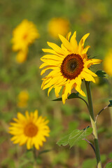 Myanmar, Inle Lake. Sunflowers. Close up