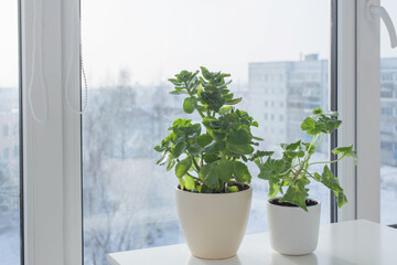 Fototapeta na wymiar green house plants by window in winter