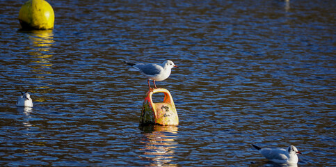 Fototapeta premium Seagull on a buoy fixed in the lake