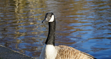 Obraz premium A close-up on the Canada Goose