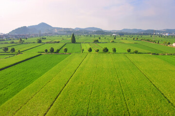 Fototapeta na wymiar Rice paddy in the suburban area, Zhejiang Province, China