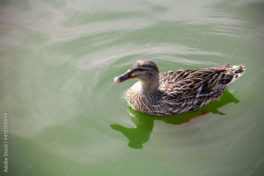 Sticker closeup shot of a cute duck swimming in a pond