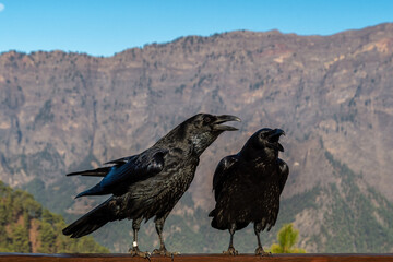 Raven couple in front of the mountains