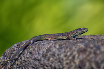 A lizard sits on a stone