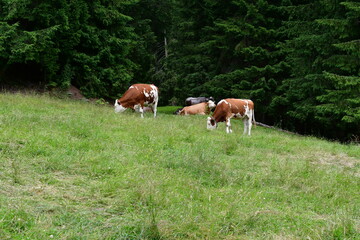 Cows on a meadow in Stubai valley 