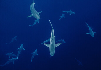 Group of sharks underwater