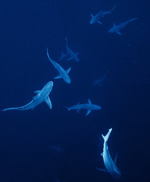 Group of sharks underwater